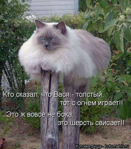 Котоматрица: Кто сказал, что Вася - толстый, тот с огнем играет!! Это ж вовсе не бока,  это шерсть свисает!!
