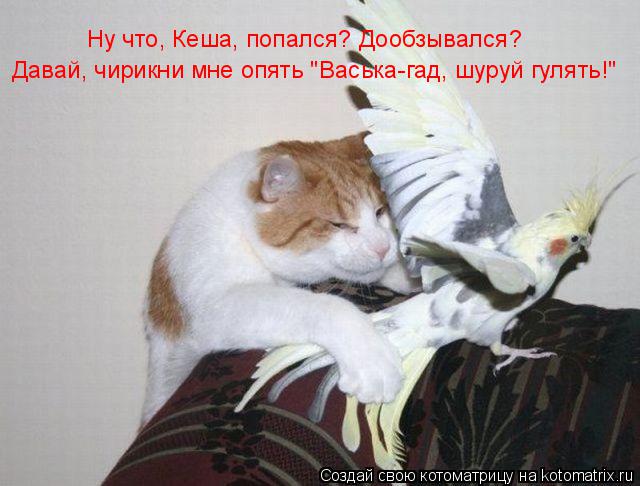 Котоматрица: Ну что, Кеша, попался? Дообзывался? Давай, чирикни мне опять "Васька-гад, шуруй гулять!"