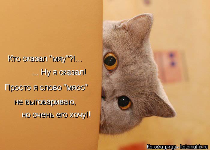 Котоматрица: Кто сказал "мяу"?!... ... Ну я сказал! Просто я слово "мясо"  не выговариваю,  но очень его хочу!!