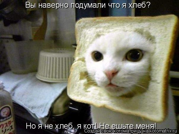 Вы наверно подумали что я хлеб? Но я не хлеб, я кот! Не ешьте меня!... Котоматрица: Вы наверно подумали что я хлеб? Но я не хлеб, я кот! Не ешьте меня!
