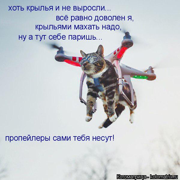 Котоматрица: хоть крылья и не выросли... всё равно доволен я, крыльями махать надо, ну а тут себе паришь... пропейлеры сами тебя несут!