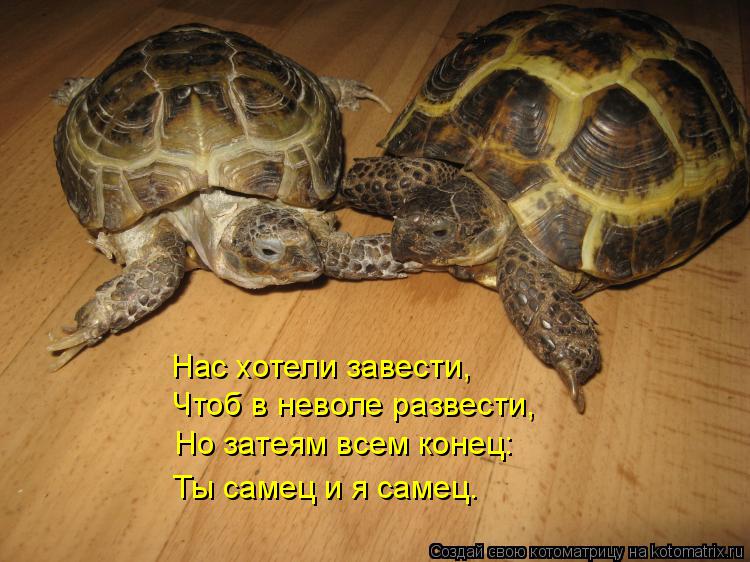 Котоматрица: Нас хотели завести, Чтоб в неволе развести, Но затеям всем конец: Ты самец и я самец.
