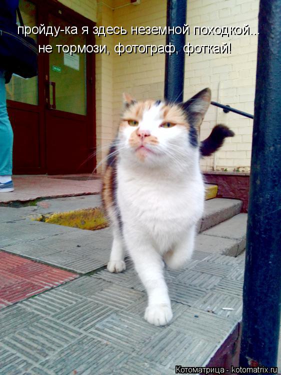 Котоматрица: пройду-ка я здесь неземной походкой... не тормози, фотограф, фоткай!