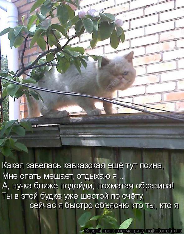 Котоматрица: Какая завелась кавказская ещё тут псина, Мне спать мешает, отдыхаю я... А, ну-ка ближе подойди, лохматая образина! Ты в этой будке уже шестой п