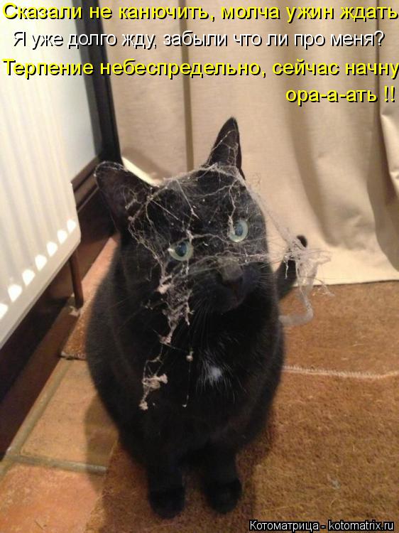 Котоматрица: Сказали не канючить, молча ужин ждать Я уже долго жду, забыли что ли про меня? Терпение небеспредельно, сейчас начну ора-а-ать !!