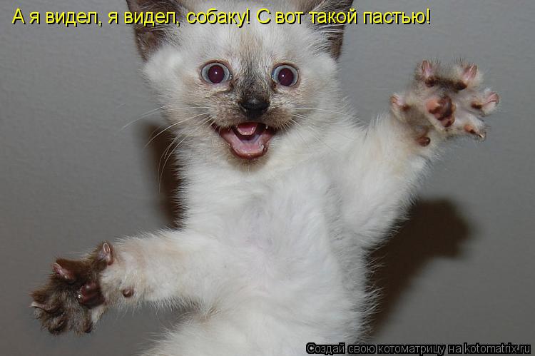 Котоматрица: А я видел, я видел, собаку! С вот такой пастью!