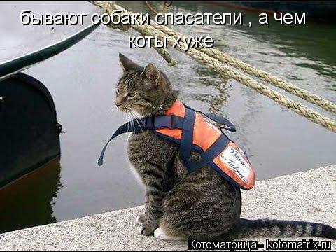 Котоматрица: бывают собаки спасатели , а чем  коты хуже