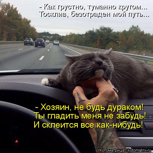 Котоматрица: - Как грустно, туманно кругом... Тосклив, безотраден мой путь... - Хозяин, не будь дураком! Ты гладить меня не забудь! И склеится все как-нибудь!