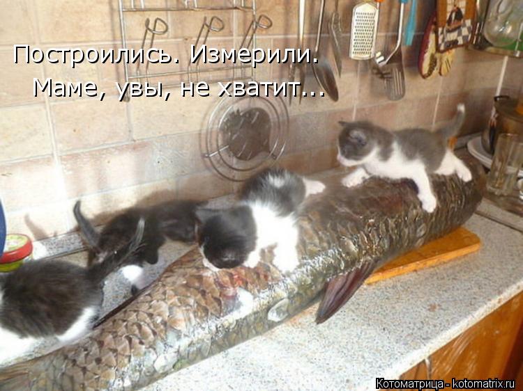 Котоматрица: Построились. Измерили. Маме, увы, не хватит...