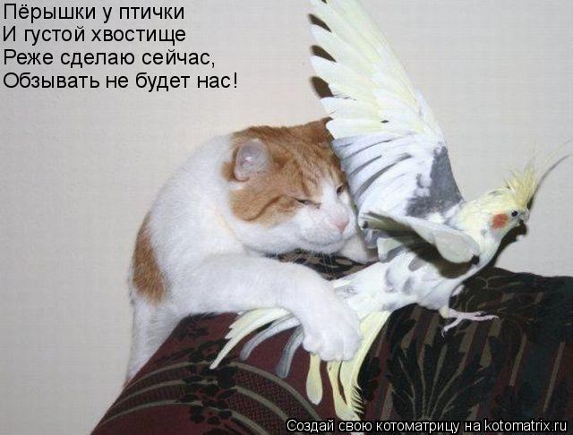 Котоматрица: Пёрышки у птички И густой хвостище Обзывать не будет нас! Реже сделаю сейчас,
