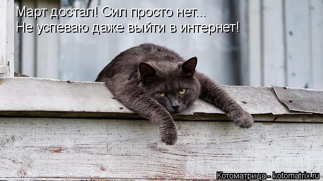 Котоматрица: Март достал! Сил просто нет... Не успеваю даже выйти в интернет!