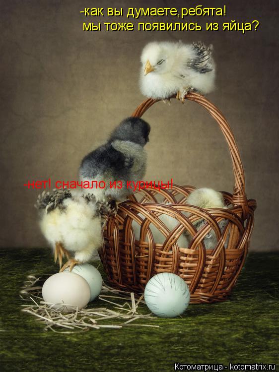Котоматрица: -как вы думаете,ребята! мы тоже появились из яйца? -нет! сначало из курицы!