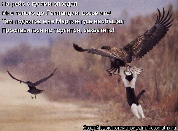 Котоматрица: На рейс с гусями опоздал Мне только до Лапландии, возьмите!  Там подвигов мне Мартин-гусь наобещал Прославиться не терпится, захватите!