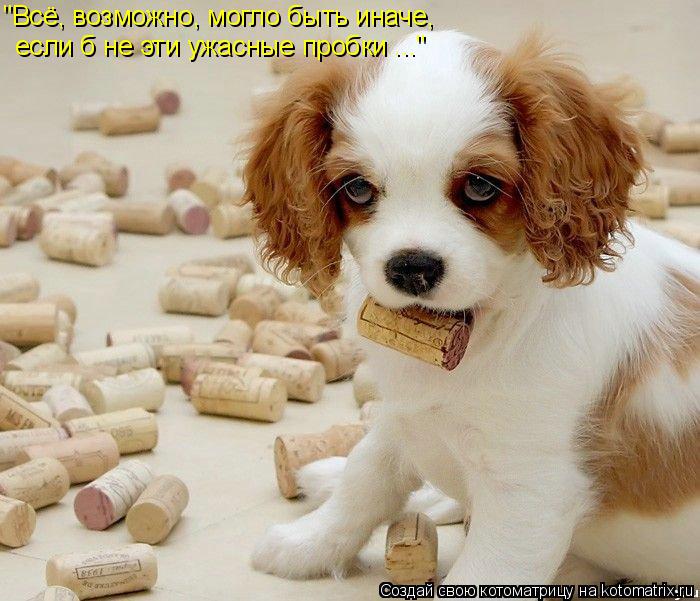 Котоматрица: "Всё, возможно, могло быть иначе, если б не эти ужасные пробки ..."