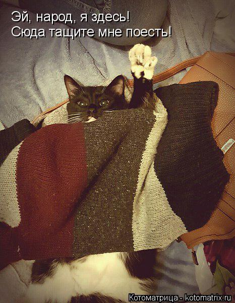 Котоматрица: Эй, народ, я здесь! Сюда тащите мне поесть!