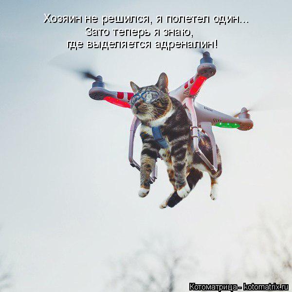 Котоматрица: Хозяин не решился, я полетел один... Зато теперь я знаю,  где выделяется адреналин!