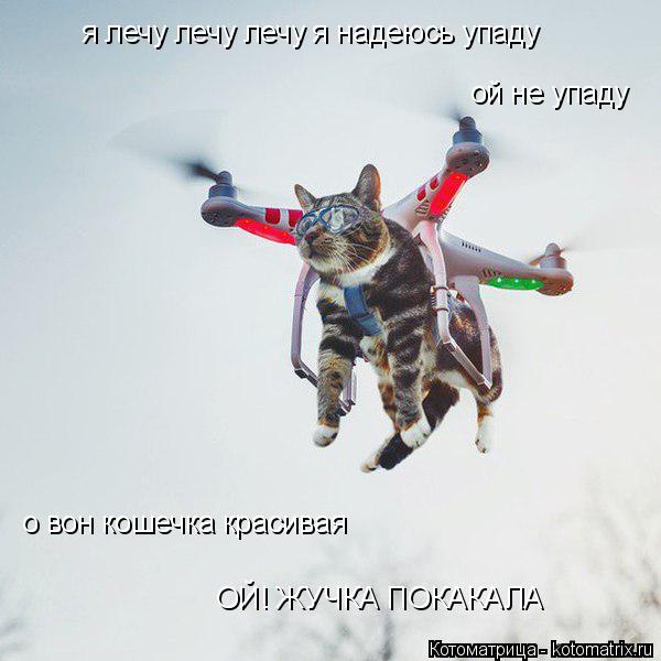 Котоматрица: я лечу лечу лечу я надеюсь упаду я лечу лечу лечу я надеюсь упаду ой не упаду о вон кошечка красивая ОЙ! ЖУЧКА ПОКАКАЛА