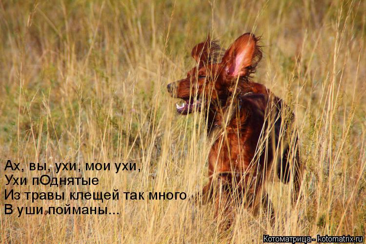 Котоматрица: Ах, вы, ухи, мои ухи, Из травы клещей так много Ухи пОднятые В уши пойманы...