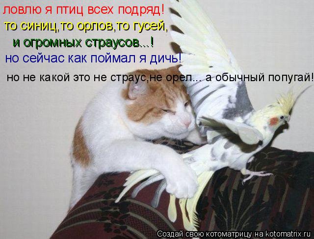 Котоматрица: ловлю я птиц всех подряд! то синиц,то орлов,то гусей, и огромных страусов...! но сейчас как поймал я дичь! но не какой это не страус,не орел... а о