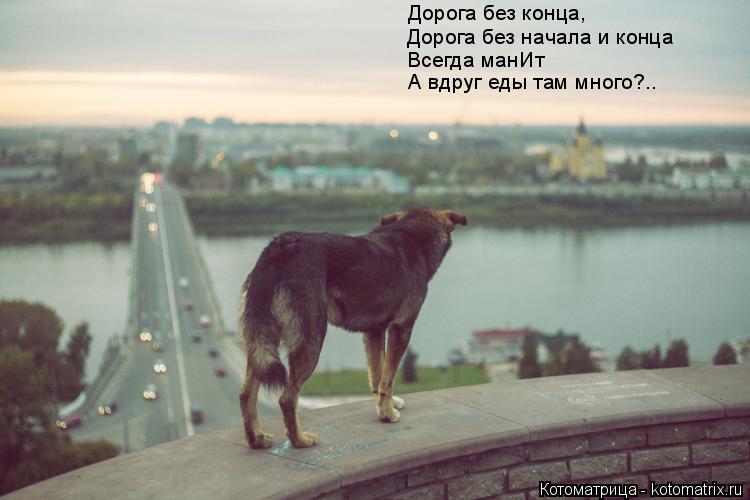 Котоматрица: Дорога без конца, Дорога без начала и конца Всегда манИт А вдруг еды там много?..