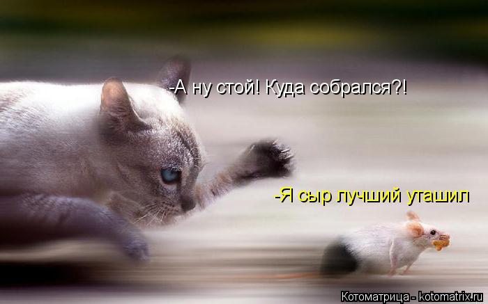 Котоматрица: -А ну стой! Куда собрался?! -Я сыр лучший уташил