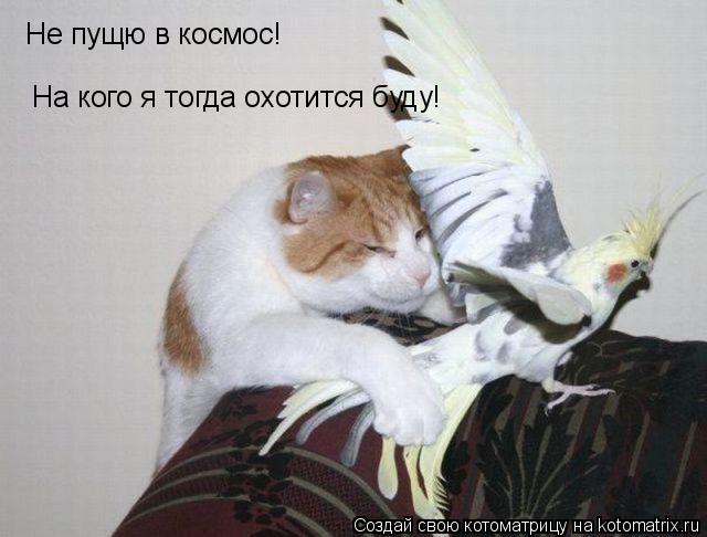 Котоматрица: Не пущю в космос! На кого я тогда охотится буду!