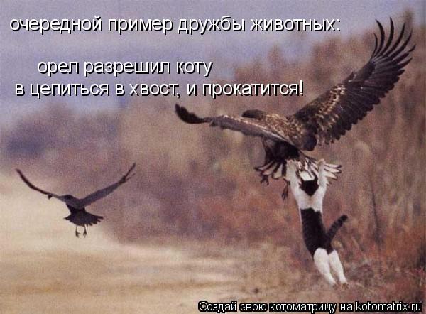 Котоматрица: очередной пример дружбы животных: орел разрешил коту в цепиться в хвост, и прокатится!