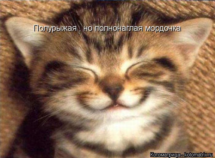 Котоматрица: Полурыжая , но полнонаглая мордочка