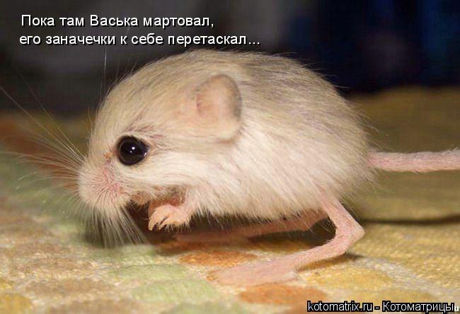 Котоматрица: Пока там Васька мартовал,  его заначечки к себе перетаскал...