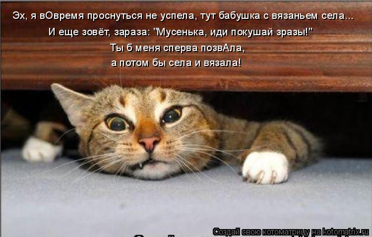 Котоматрица: Эх, я вОвремя проснуться не успела, тут бабушка с вязаньем села... И еще зовёт, зараза: "Мусенька, иди покушай зразы!" Ты б меня сперва позвАла,  