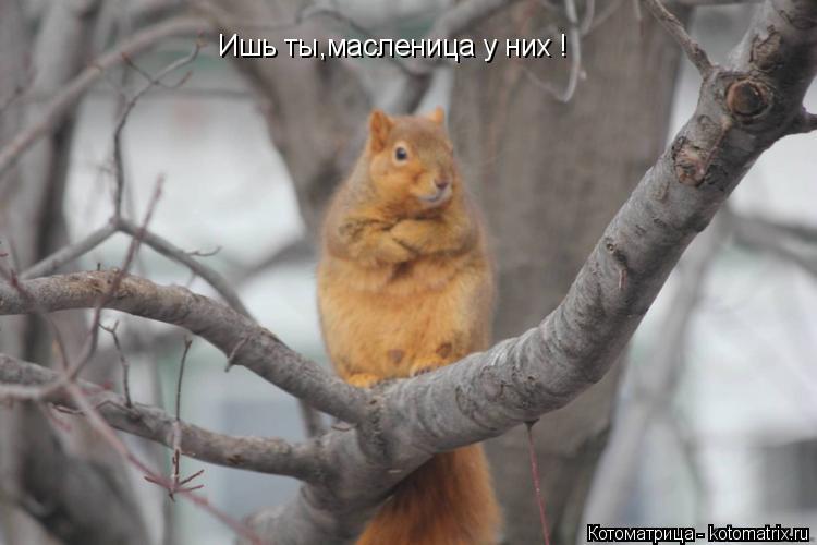 Котоматрица: Ишь ты,масленица у них !