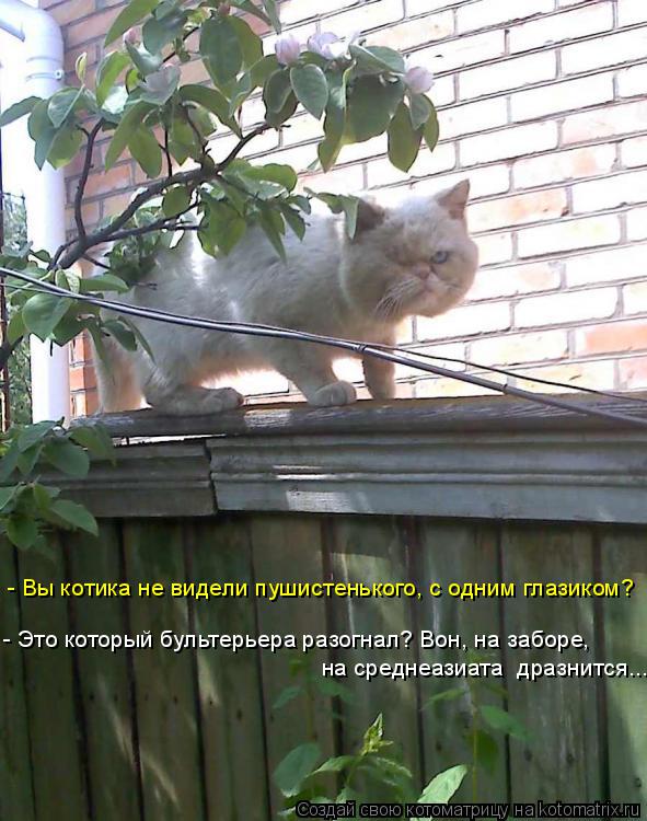 Котоматрица: - Вы котика не видели пушистенького, с одним глазиком? - Это который бультерьера разогнал? Вон, на заборе, на среднеазиата  дразнится...