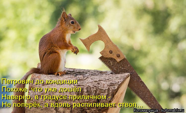 Котоматрица: Петрович до кондиции Похоже, что уже дошёл Наверно, в градусе приличном - Не поперёк, а вдоль распиливает ствол...