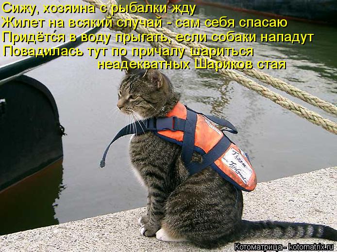 Котоматрица: Сижу, хозяина с рыбалки жду Жилет на всякий случай - сам себя спасаю Придётся в воду прыгать, если собаки нападут Повадилась тут по причалу ш