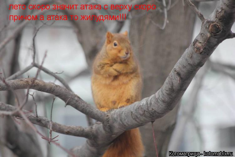 Котоматрица: лето скоро значит атака с верху скоро лето скоро значит атака с верху скоро причом а атака то жилудями!!!