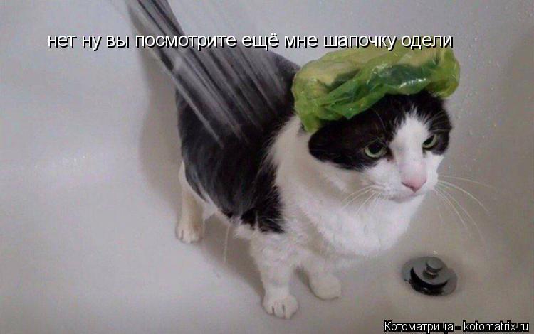 Котоматрица: нет ну вы посмотрите ещё мне шапочку одели