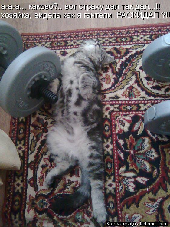 Котоматрица: хозяйка, видела как я гантели..РАСКИДАЛ ?!! а-а-а... каково?.. вот страху дал так дал...!!