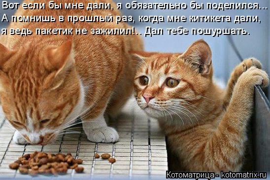 Котоматрица: Вот если бы мне дали, я обязательно бы поделился... А помнишь в прошлый раз, когда мне китикета дали, я ведь пакетик не зажилил!.. Дал тебе пошу