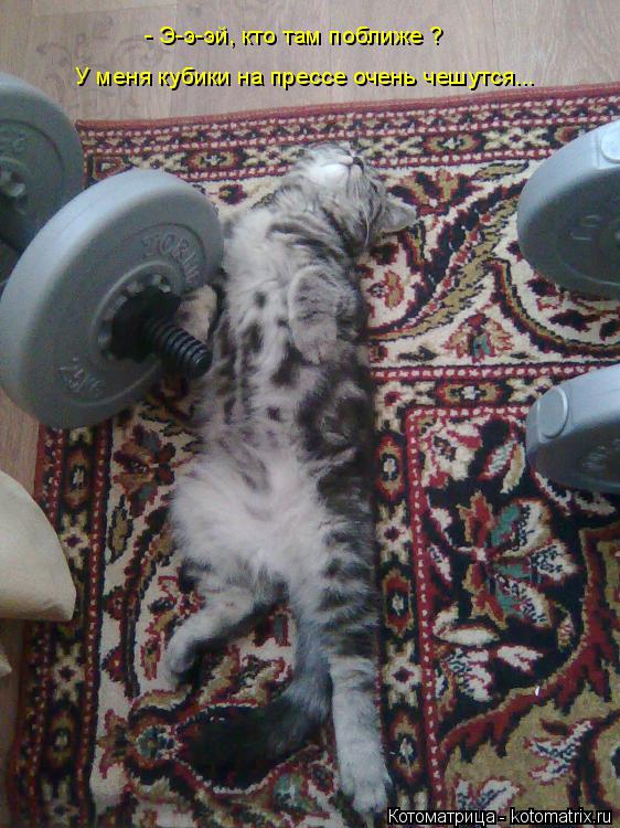 Котоматрица: - Э-э-эй, кто там поближе ? У меня кубики на прессе очень чешутся...
