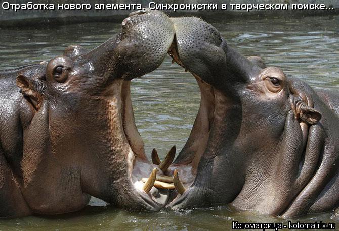 Котоматрица: Отработка нового элемента. Синхронистки в творческом поиске...