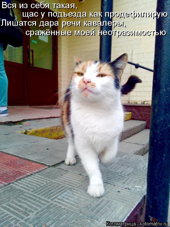 Котоматрица: Вся из себя такая, щас у подъезда как продефилирую  Лишатся дара речи кавалеры, сражённые моей неотразимостью