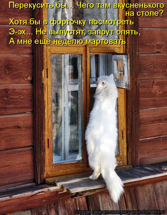 Хотя бы в форточку посмотреть на столе? Перекусить бы... Чего там вкусненького Э-эх... Не выпустят, з... Котоматрица: Хотя бы в форточку посмотреть на столе? Перекусить бы... Чего там вкусненького Э-эх... Не выпустят, запрут опять, А мне ещё неделю мартовать