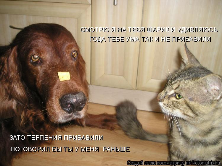 Котоматрица: СМОТРЮ Я НА ТЕБЯ ШАРИК И УДИВЛЯЮСЬ ГОДА ТЕБЕ УМА ТАК И НЕ ПРИБАВИЛИ ПОГОВОРИЛ БЫ ТЫ У МЕНЯ  РАНЬШЕ ЗАТО ТЕРПЕНИЯ ПРИБАВИЛИ
