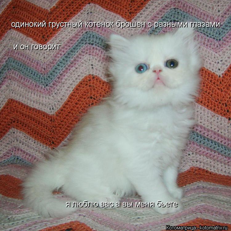 Котоматрица: одинокий грустный котёнок брошен с разными глазами и он говорит я люблю вас а вы меня бьете