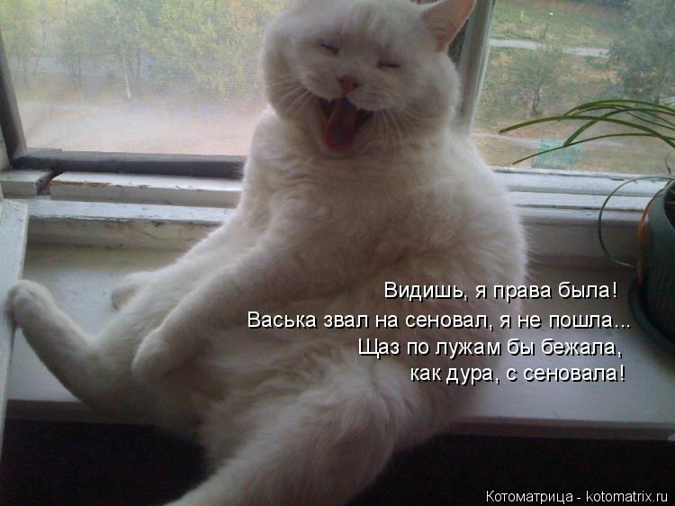 Котоматрица: Видишь, я права была!  Васька звал на сеновал, я не пошла... Щаз по лужам бы бежала,  как дура, с сеновала!