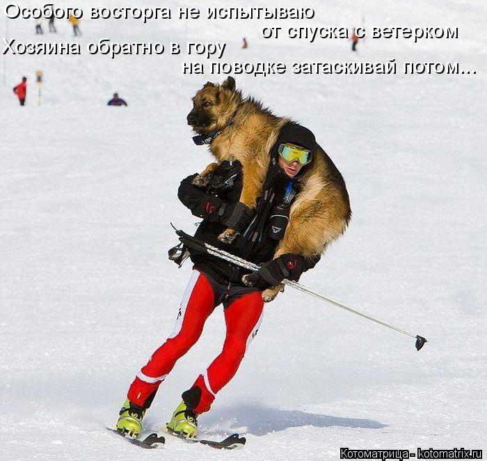 Котоматрица: Особого восторга не испытываю  Хозяина обратно в гору на поводке затаскивай потом... от спуска с ветерком