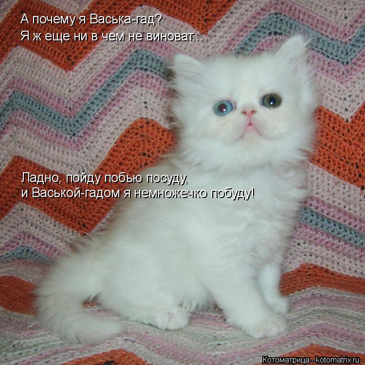 А почему я Васька-гад? Я ж еще ни в чем не виноват... Ладно, пойду побью посуду, и Васькой-гадом я н... Котоматрица: А почему я Васька-гад? Я ж еще ни в чем не виноват... Ладно, пойду побью посуду, и Васькой-гадом я немножечко побуду!