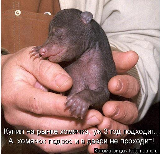 Котоматрица: А  хомячок подрос и в двери не проходит! Купил на рынке хомячка, уж 3 год подходит...