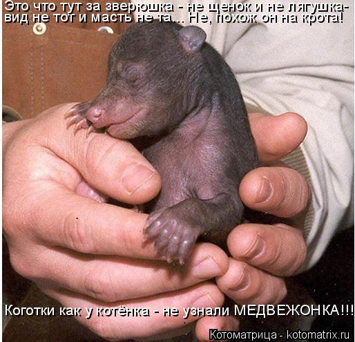 Котоматрица: вид не тот и масть не та... Не, похож он на крота! Это что тут за зверюшка - не щенок и не лягушка- Коготки как у котёнка - не узнали МЕДВЕЖОНКА!!!