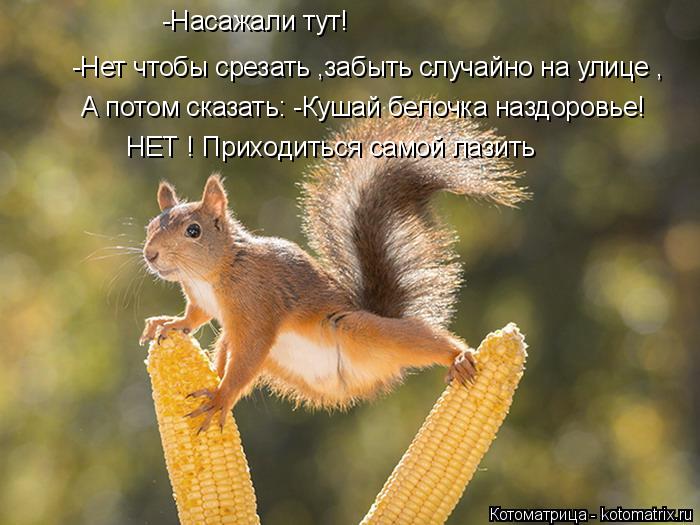Котоматрица: -Насажали тут! -Нет чтобы срезать ,забыть случайно на улице , А потом сказать: -Кушай белочка наздоровье! НЕТ ! Приходиться самой лазить